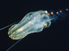 Ctenophore Lampea pancerina