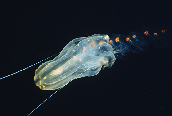 Ctenophore Lampea pancerina