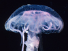 Pelagia noctiluca (