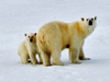 Polar bears
