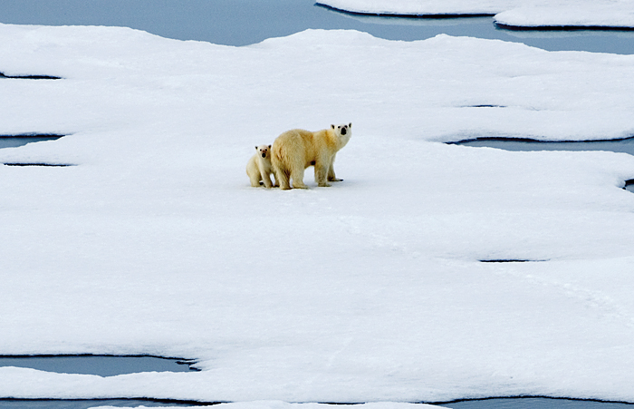Polar bears