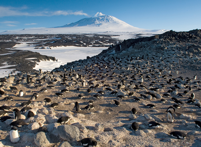 Penguins as sentinels of a changing ecosystem
