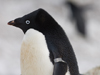 tagged penguin
