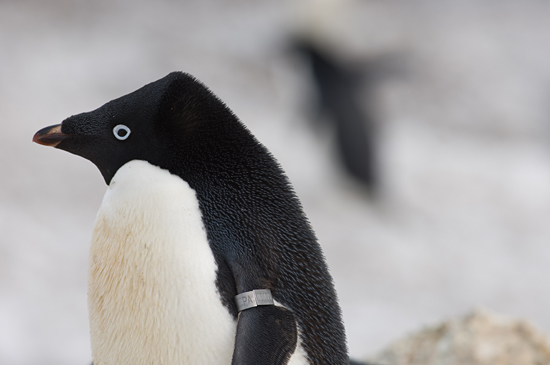 tagged penguin