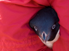 Lindquist holding a penguin.