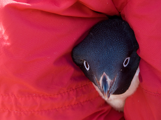 Lindquist holding a penguin.