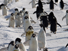 penguin thoroughfare