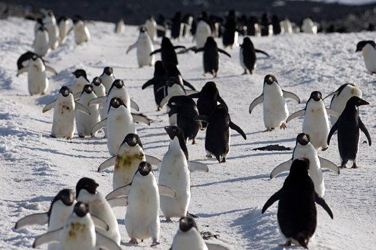 penguin thoroughfare