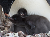 adelie penguins