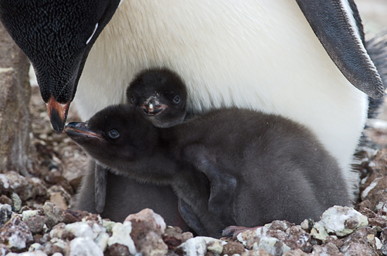 adelie penguins
