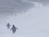 penguins in snow storm