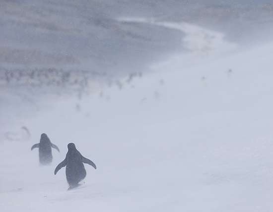penguins in snow storm