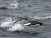 Adelie penguins swimming in open water.