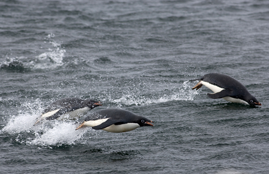 adelie penguin swimming