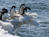 penguins