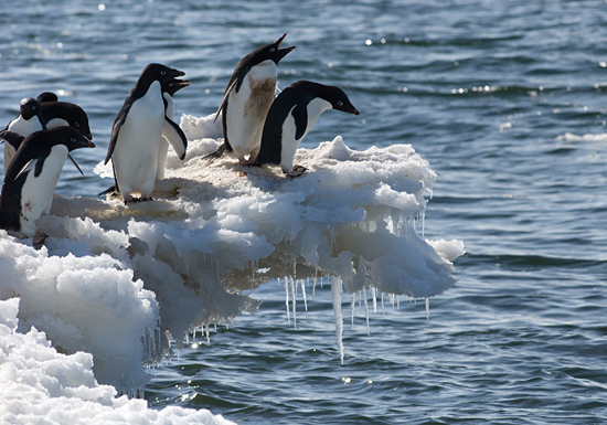penguins