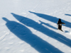 penguin and shadows