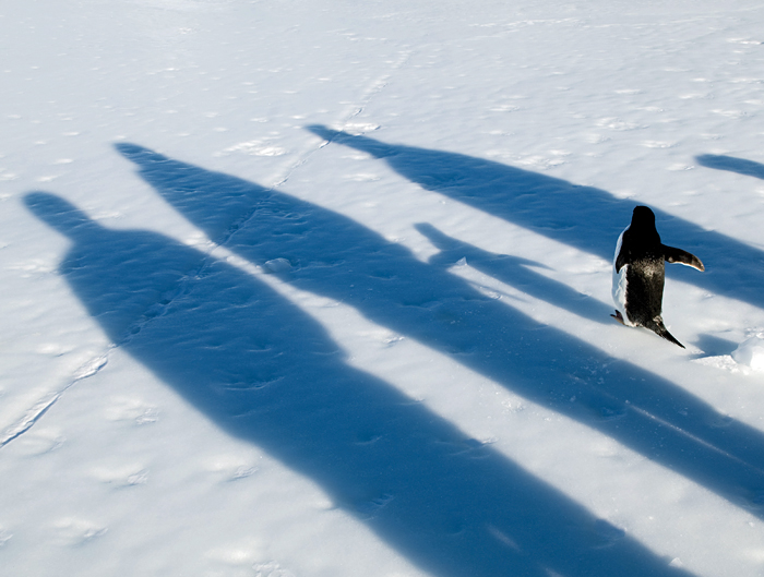 penguin and shadows