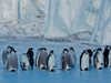 emperor penguin colony