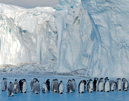 emperor penguin colony