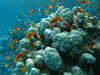 coral reef