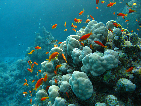 coral reef