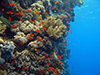Red Sea reef