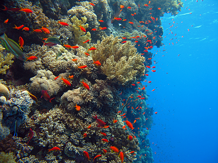 Red Sea reef