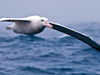 Albatross flight