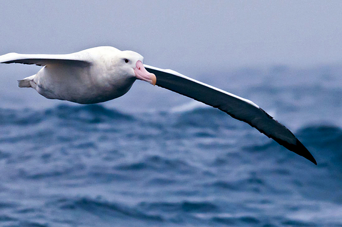 Albatross flight