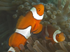 clownfish
