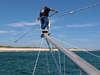 White shark tagging