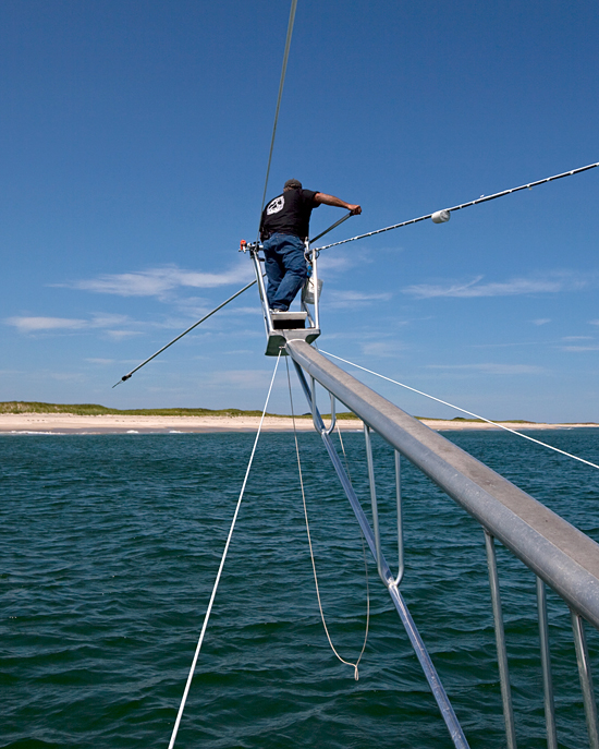 White shark tagging
