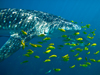Whale shark feeding