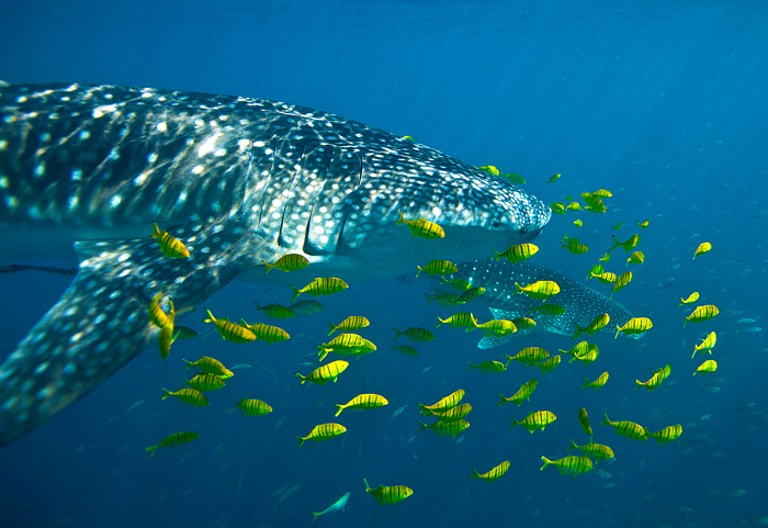 Whale shark feeding