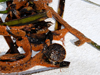 sea grass covered with sea squirts