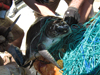 turtle rescue at sea