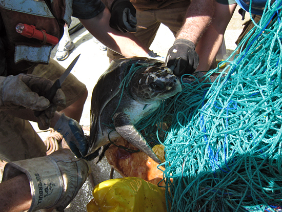 turtle rescue at sea