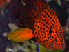 portrait of a grouper on reef at Kimbe Bay, Papua New Guinea