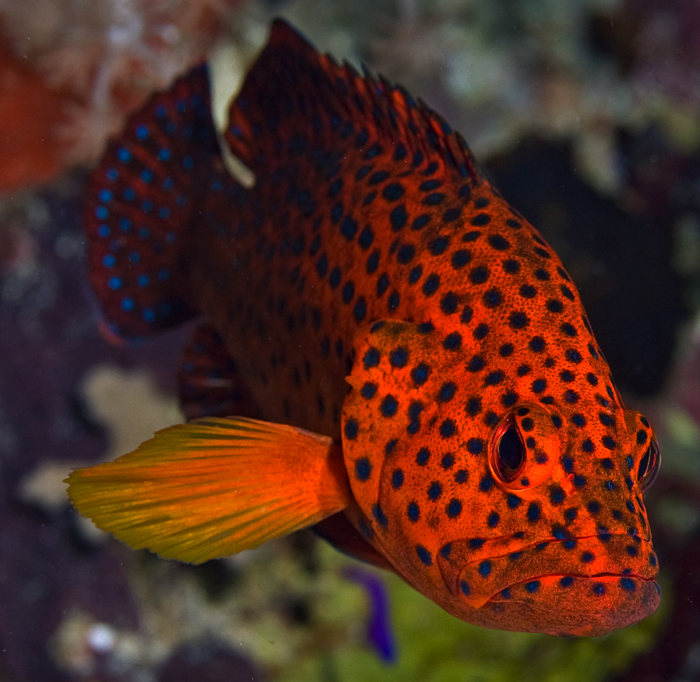 portrait of a grouper on reef at Kimbe Bay, Papua New Guinea