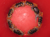 gyory crab circle