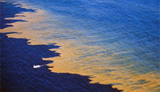 Harmful Algae & Red Tides