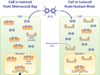 diagram of protein involved in PCB resistance in tomcod