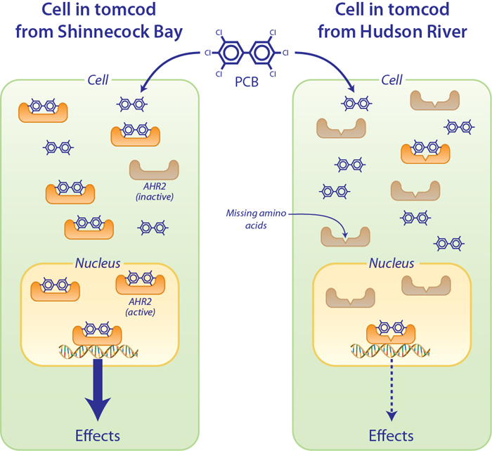 diagram of protein involved in PCB resistance in tomcod