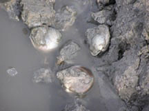 healthy clams