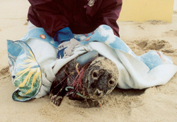 Seals entangled in fishing lines and gear may strand on beaches, where they are noticed by people.