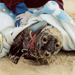 Should Every Stranded Dolphin or Seal Be Saved?