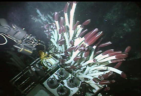 The Alvin sub samples deep-sea tubeworms