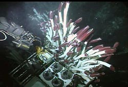 The Alvin sub samples deep-sea tubeworms