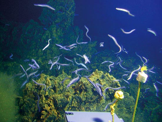 Eels crowd around a submarine